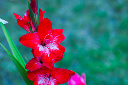 Close-up view of red gladiolus flowers blooming in garden against blurred green background.の写真素材