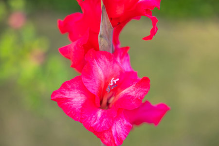 Close-up view of vibrant pink gladiolus flower blooming in summer garden against blurred green background.の写真素材