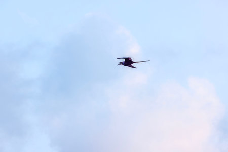 Magnificent frigatebird soaring against blue sky with white clouds, wings spread wide in graceful mid-air flight. Cancun. Mexico.の写真素材
