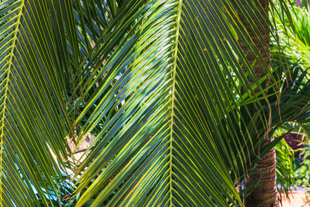 Close up view of vibrant green palm leaves illuminated by sunlight in Miami Beach, creating a lush tropical atmosphere.の写真素材