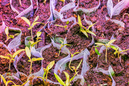 Tomato seedlings growing in special mesh bags filled with soil under full spectrum grow light for early planting. Sweden.の写真素材