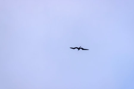 Magnificent frigatebird flying in cloudy sky over Caribbean Sea with wings wide open and forked tail visible. Mexico.の写真素材