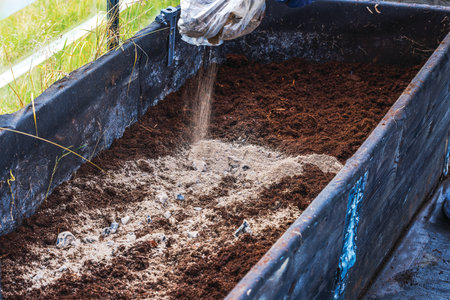 Person adding wood ash to planting bed soil inside greenhouse during spring preparation. Sweden.の写真素材