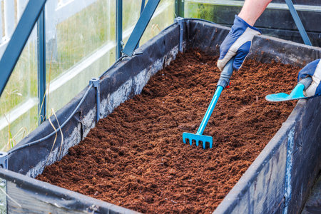 Gardener leveling soil with small rake in greenhouse raised bed preparing for planting vegetables.の写真素材