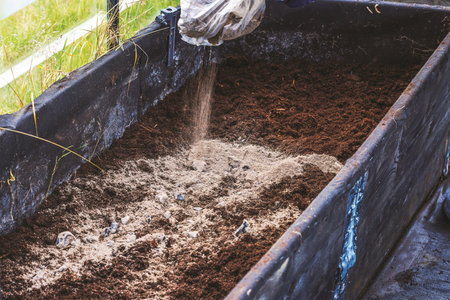 Wood ash being added to soil in raised greenhouse bed during preparation for vegetable planting.の写真素材
