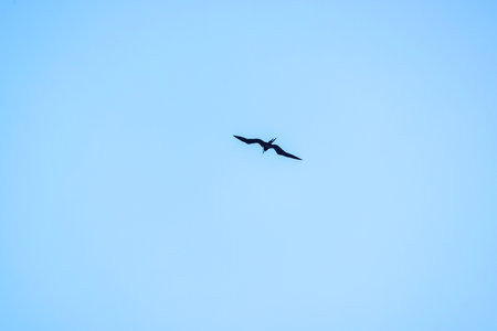Magnificent frigatebird flying in clear blue sky above Caribbean coast on sunny day. Mexico.の写真素材