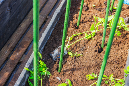 Tomato seedlings in mesh bags laid on soil in greenhouse garden bed with green vertical support stakes. Sweden.の写真素材