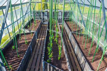 Young tomato seedlings tied to stakes growing in soil beds inside sunny greenhouse prepared for summer. Sweden.の写真素材