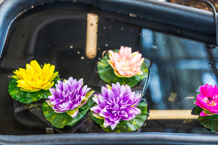 Real water lilies with colorful blooms floating in tub filled with water indoors. Sweden.の写真素材