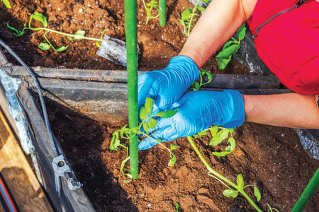 Close up view of gardener tying tomato seedling to support stake using clip in greenhouse soil bed. Sweden.の写真素材