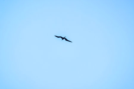 Frigatebird flying high in clear blue sky with wings spread wide in minimal composition. Mexico.の写真素材