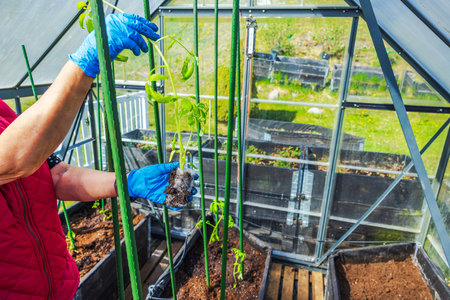 Woman wearing gloves planting young tomato seedling with soil root in greenhouse with green poles. Sweden.の写真素材
