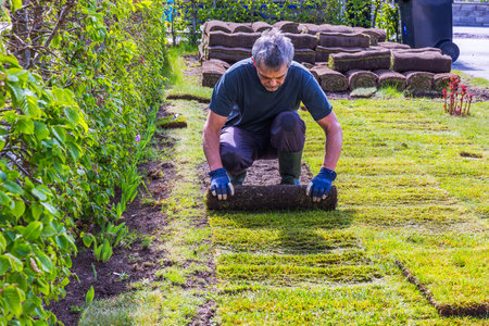 Man laying rolled lawn along hedge, pressing turf tightly to soil with both hands in spring garden. Sweden.の写真素材