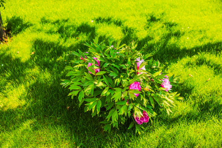 Peony bush with pink flowers blooming on green lawn with tree shadows under bright sunlight. Sweden.の写真素材