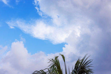 Palm leaves under cloudy sky with dramatic light and in Miami Beach atmosphere.の写真素材