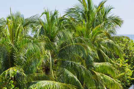 Close up view of green palm leaves with coconuts under clear blue sky in Miami Beach.の写真素材