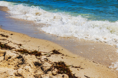 Close up view of foamy wave washing over sand covered with seaweed at Miami Beach.の写真素材