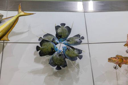 Wall art sculpture of tropical fish arranged in circular pattern on ceramic tiled wall. Miami. USA.