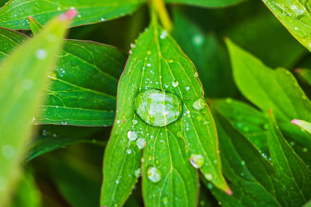 Raindrops on fresh green peony leaf with large central droplet reflecting foliage in summer garden....