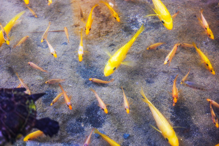 Close-up view of many small colorful tropical fish swimming above sandy bottom in shallow clear pond water. Dominican Punta Cana.の写真素材