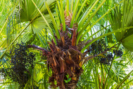 Close-up view of Sabal palm tree trunk with clusters of dark palm fruits surrounded by large green fan-shaped leaves. Dominican Punta Cana.の写真素材
