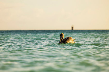 Brown pelican floating in turquoise water of Caribbean Sea under warm sunset light. Aruba.