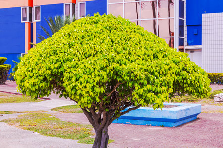 Tropical ornamental tree with dense bright green foliage near blue modern building and paved walkway. Willemstad. Curacao.の写真素材