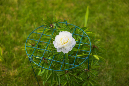 White peony flower supported by green metal cage growing in garden with green grass in background. Sweden.の写真素材