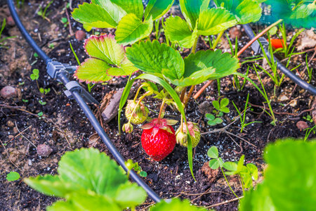 Ripe red strawberry growing under green leaves in garden soil with drip irrigation system visible. Sweden.の写真素材