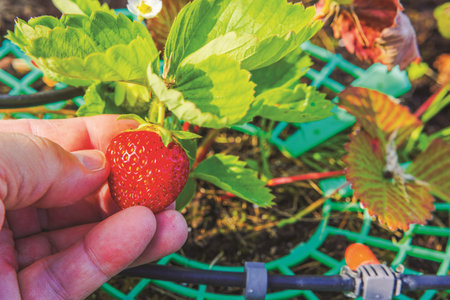 Hand picking ripe strawberry from plant with green leaves and irrigation system in summer garden. Sweden.の写真素材