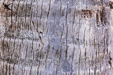 Close-up view of textured palm tree bark with natural cracks and weathered surface. Aruba.の写真素材
