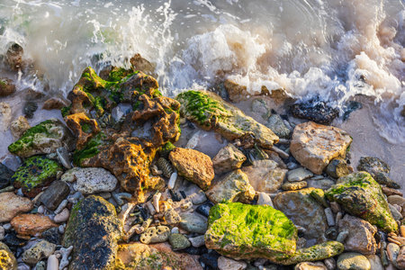 Close up of sea waves splashing over wet rocks covered with green algae on sandy Caribbean shore. Aruba.の写真素材