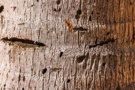 Close up view of palm tree bark texture with cracks and natural patterns. Aruba.