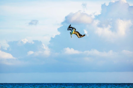 Pelican in dramatic dive over Caribbean Sea in Aruba against cloudy sky hunting for fish.の写真素材