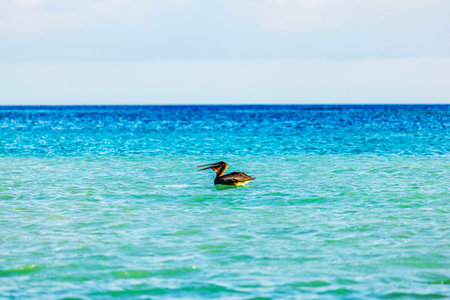 Pelican floating on turquoise Caribbean Sea in Aruba against horizon of deep blue water.の写真素材