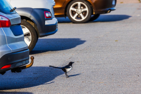 Close-up view of black and white magpie walking on asphalt parking lot between cars in autumn sunlight. Sweden.の写真素材