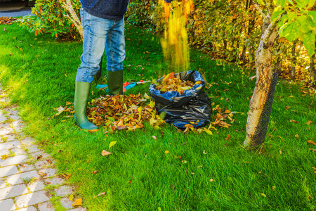 Close up view of person pouring fallen autumn leaves into plastic bag on background of green lawn near cherry tree. Sweden.の写真素材