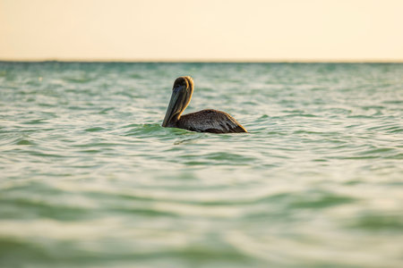 Close up view of brown pelican floating on calm turquoise water of Caribbean Sea in warm evening sunlight. Aruba.の写真素材