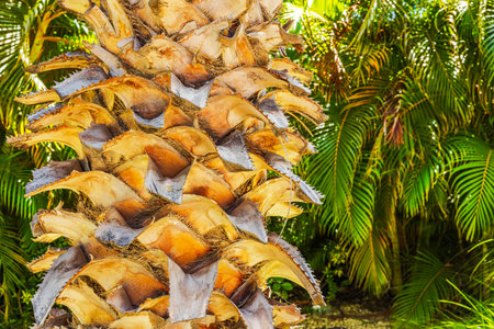 Close-up view of textured palm tree trunk with dry bark and sharp patterns on background of tropical green foliage.の写真素材