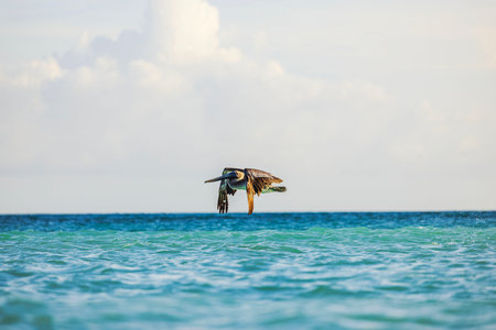 Close up view of brown pelican flying low above turquoise water of Caribbean Sea in warm sunlight. Aruba.の写真素材