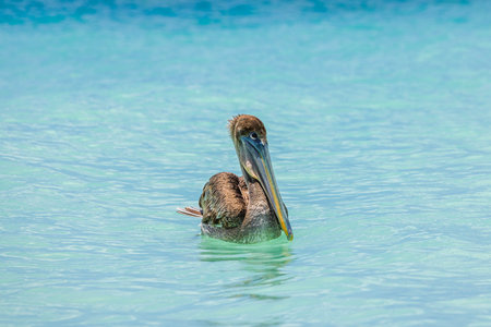 Close up view of brown pelican floating on turquoise Caribbean Sea on background of gentle waves. Aruba.の写真素材