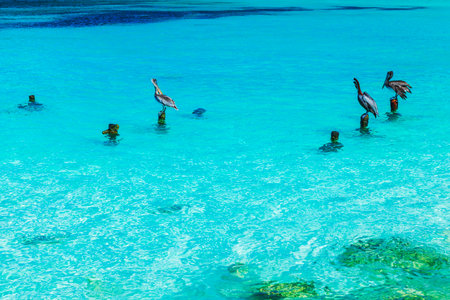 Close up view of brown pelicans resting on wooden posts in turquoise Caribbean Sea. Aruba.の写真素材