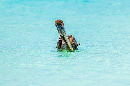 Close up view of brown pelican floating on bright turquoise Caribbean Sea on background of calm water. Aruba.の写真素材