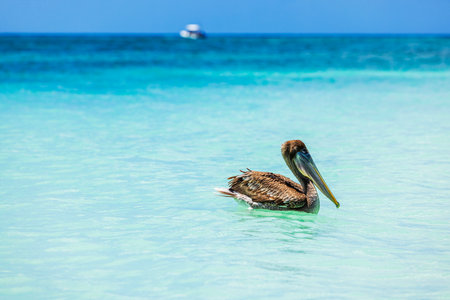 Beautiful view of brown pelican floating on turquoise Caribbean Sea on background of distant boat. Aruba.の写真素材