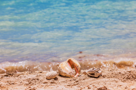 Beautiful view of seashells lying on sandy beach on background of turquoise Caribbean Sea water. Aruba.の写真素材