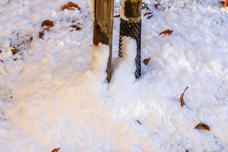 Close up view of snow covered ground with wooden stake and tree trunk protector on background. Sweden.の写真素材