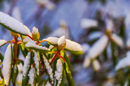Macro view of rhododendron leaves and buds covered with fresh snow on soft winter background. Sweden.の写真素材