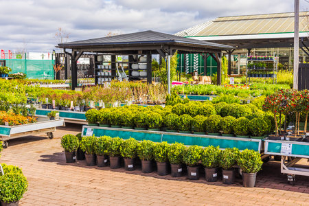 Beautiful view of green shrubs in black pots for sale at outdoor garden center.のeditorial素材