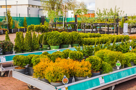 Close up view of green shrubs in plastic pots displayed for sale at outdoor garden center.のeditorial素材