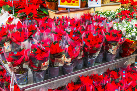 Close-up view of red poinsettia Christmas plants in pots arranged neatly for holiday sale.のeditorial素材
